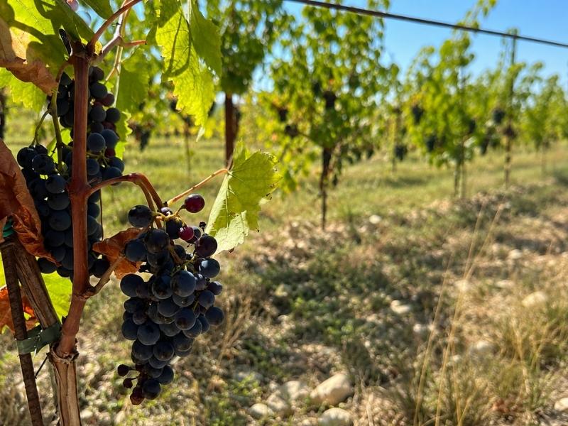 mission of Florence Wine Tours